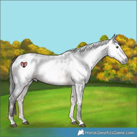 Horse Color:Gray Brown Roan Onyx Near Leopard Rabicano 