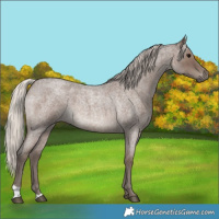 Horse Color:Silver Blue Roan 