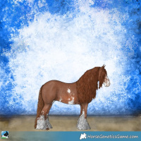 Horse Color:Chestnut Sabino Rabicano 