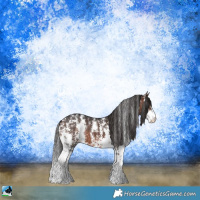 Horse Color:Brown Sabino Rabicano 