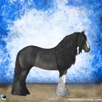Horse Color:Black Rabicano 