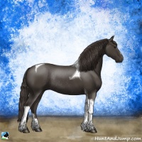Horse Color:Smoky Black Tobiano Rabicano 