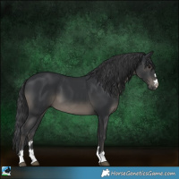 Horse Color:Black 