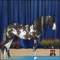 Horse Color:White Spotted Brown Sabino Rabicano 