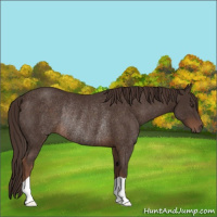 Horse Color:Liver Chestnut Rabicano 