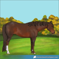 Horse Color:Liver Chestnut 
