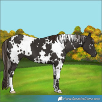Horse Color:White Spotted Liver Chestnut 