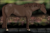 Horse Color:Liver Chestnut 