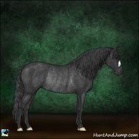 Horse Color:Black Rabicano 
