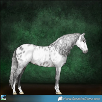 Horse Color:Gray Brown Sabino Near Leopard Rabicano 