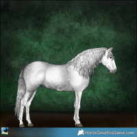 Horse Color:Gray White Spotted Liver Chestnut Rabicano 