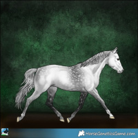 Horse Color:Gray Black Rabicano 