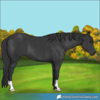 Horse Color:Black 