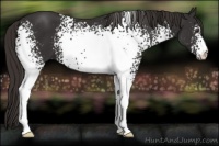 Horse Color:White Spotted Liver Chestnut 