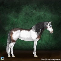 Horse Color:Bay Splash Frame Rabicano