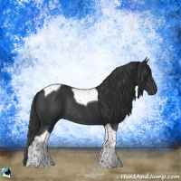 Horse Color:Black Tobiano Rabicano 