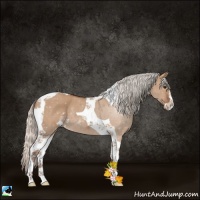 Horse Color:Silver Bay Dun Sabino Tobiano Rabicano