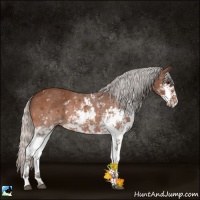 Horse Color:Silver Bay Sabino 