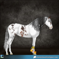 Horse Color:Brown Sabino