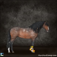 Horse Color:Bay Sabino Rabicano 