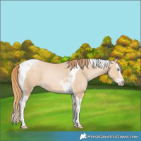 Horse Color:Buckskin Pearl Splash Tobiano 