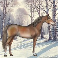 Horse Color:Liver Chestnut Mushroom 
