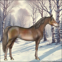 Horse Color:Liver Chestnut Mushroom 