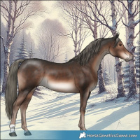 Horse Color:Liver Chestnut Mushroom 