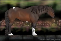 Horse Color:Buckskin Tobiano 