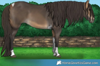 Horse Color:Buckskin Tobiano