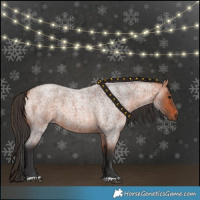 Horse Color:Bay Roan 