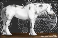 Horse Color:Brown Sabino Frame Rabicano 