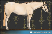 Horse Color:Buckskin Pearl 