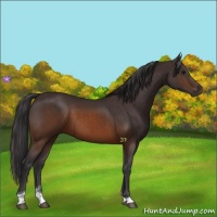 Horse Color:Buckskin Tobiano 