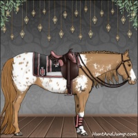 Horse Color:Chestnut Appaloosa