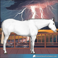 Horse Color:Chestnut Appaloosa 