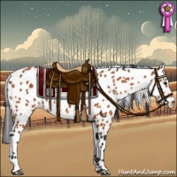 Horse Color:Bay Appaloosa