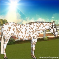 Horse Color:Chestnut Appaloosa 