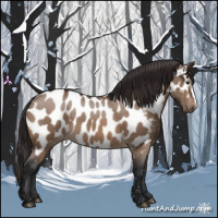 Horse Color:Brown Dun Appaloosa 