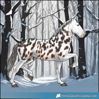 Horse Color:Brown Appaloosa 
