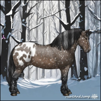 Horse Color:Brown Dun Appaloosa 