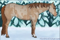Horse Color:Red Dun Appaloosa  and Red Dun Appaloosa 