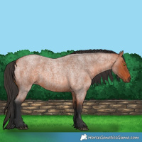 Horse Color:Bay Roan 