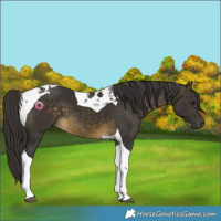 Horse Color:Buckskin Tobiano