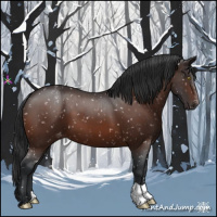 Horse Color:Brown Appaloosa 