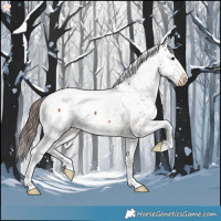 Horse Color:Bay Snowcap 