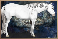 Horse Color:Liver Chestnut Sabino Rabicano