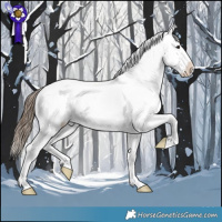 Horse Color:Bay Snowflake VarnishRabicano 