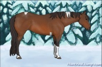Horse Color:Buckskin Tobiano 