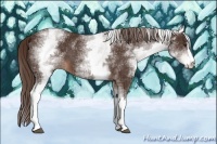Horse Color:White Spotted Liver Chestnut Sabino 